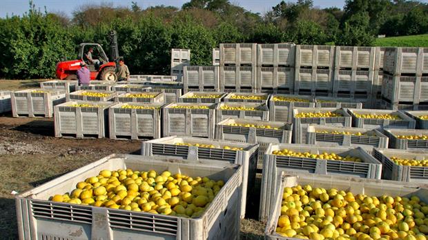Se exportarán limones a México por primera vez en la historia